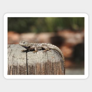 Lizard, Western Fence Lizard, Reptiles, Wildlife, Reptilian, Gifts Sticker